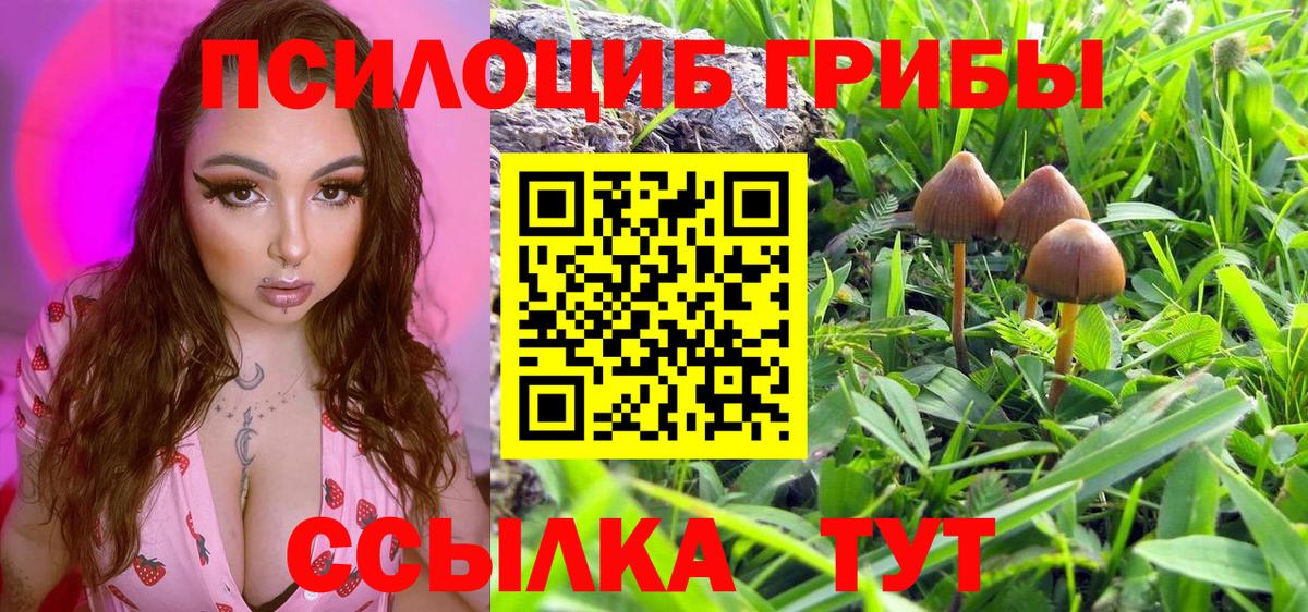 Краснознаменск  Галлюциногенные грибы Magic Shrooms  Галлюциногенные грибы MAGIC MUSHROOMS  хочу наркоту  Вход с VPN 